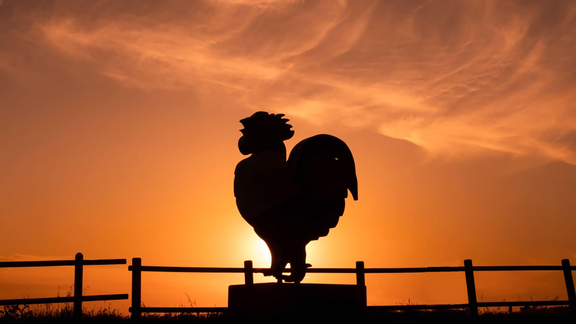 Sagoma gallo sul tramonto