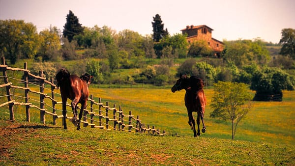 DEGLIDEI1200-Cavalli-2-1024×576 DEGLIDEI1200-Cavalli-2-1024x576