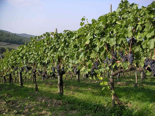 vigneto vigneto